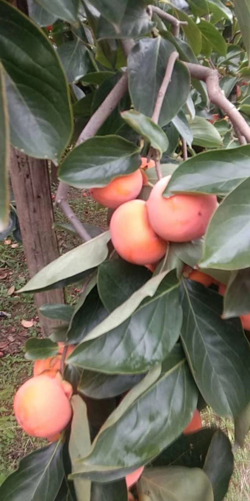 山西临猗七月红，胎里红蜜柿上市了质量保证货源充足