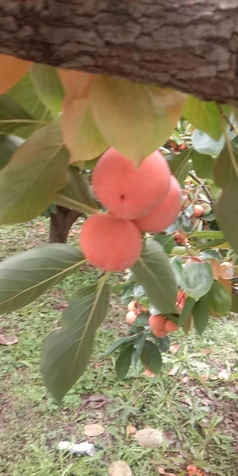 山西临猗七月红，胎里红蜜柿上市了质量保证货源充足