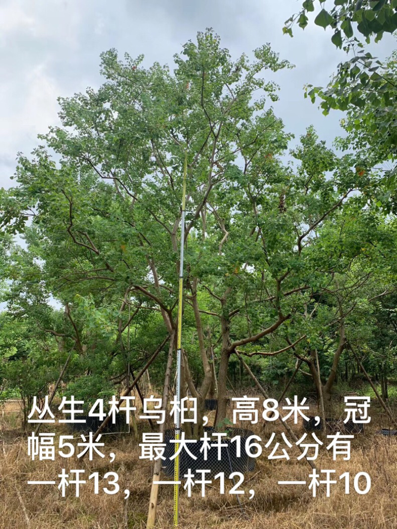 乌桕容器苗和地苗各种规格供应，有需要的联系