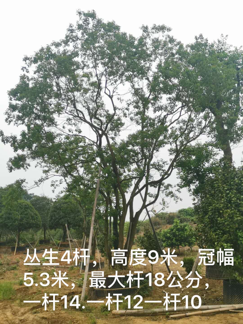 乌桕容器苗和地苗各种规格供应，有需要的联系
