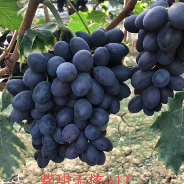 紫甜无核a17保证纯度质量保证成活率假一赔十