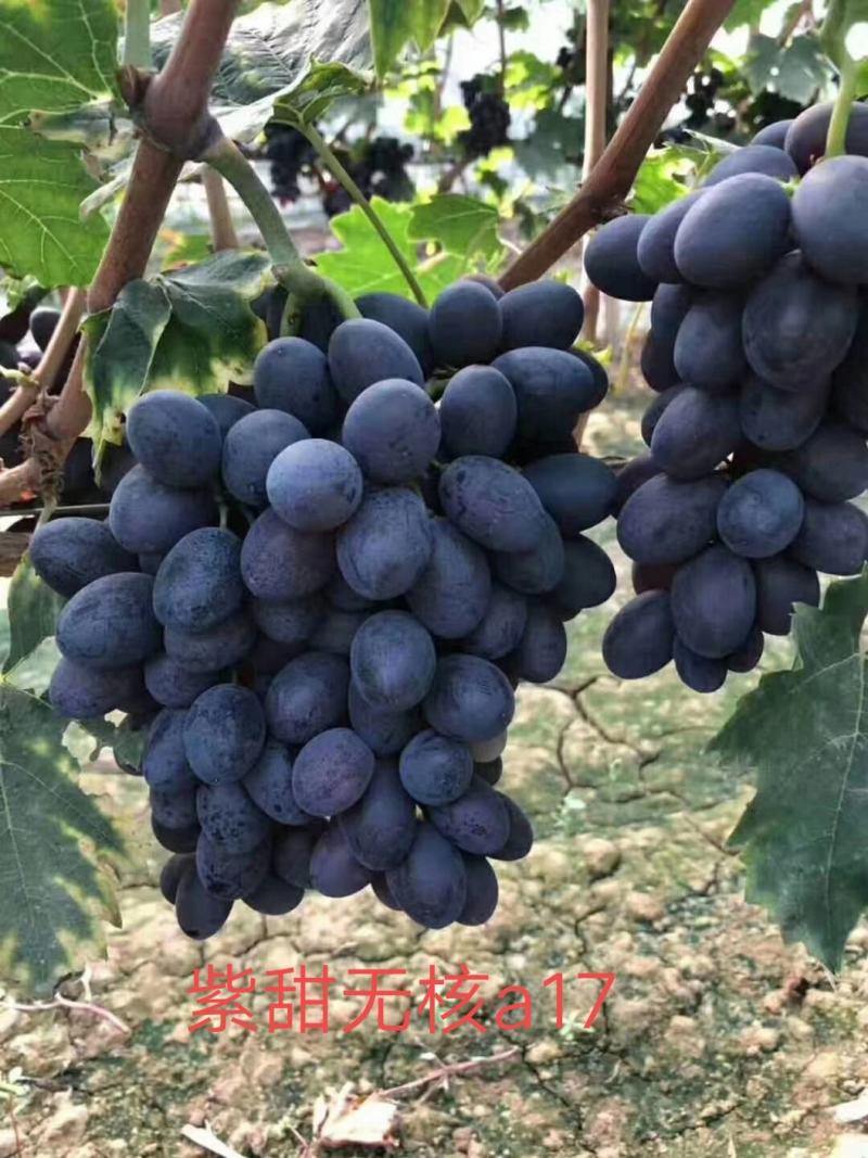紫甜无核a17保证纯度质量保证成活率假一赔十
