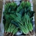 菠菜15~20厘米