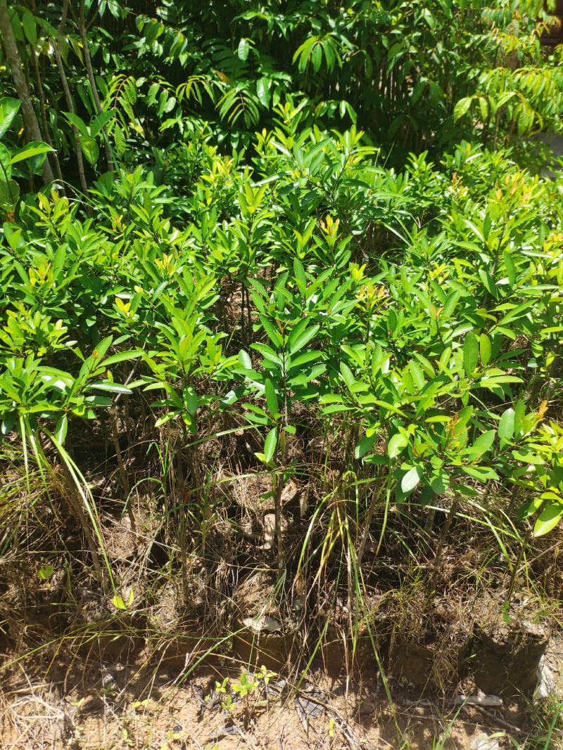 山竹苗岭南山竹苗黄金山竹苗盆栽地栽带土杯发货包邮