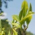 云南普洱茶古树茶单株。纯手工制作润滑口感香甜，耐泡。