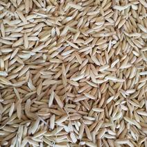 优质稻谷1级，长期有货。货品保证，颗粒饱满量大从优一季稻