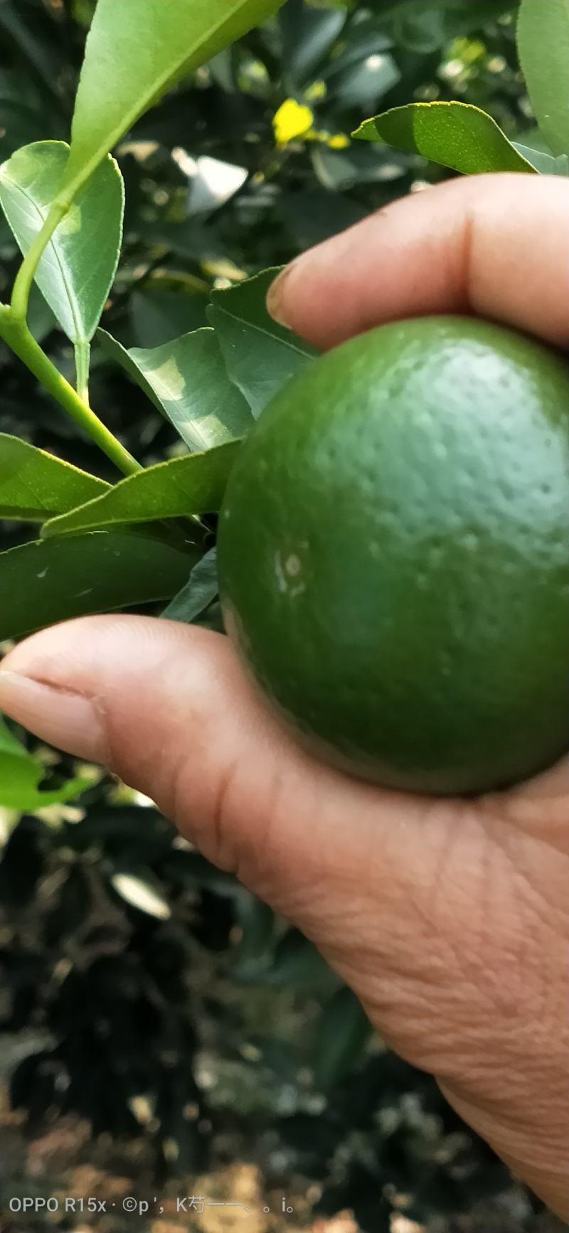 大量供应四会柑小青柑