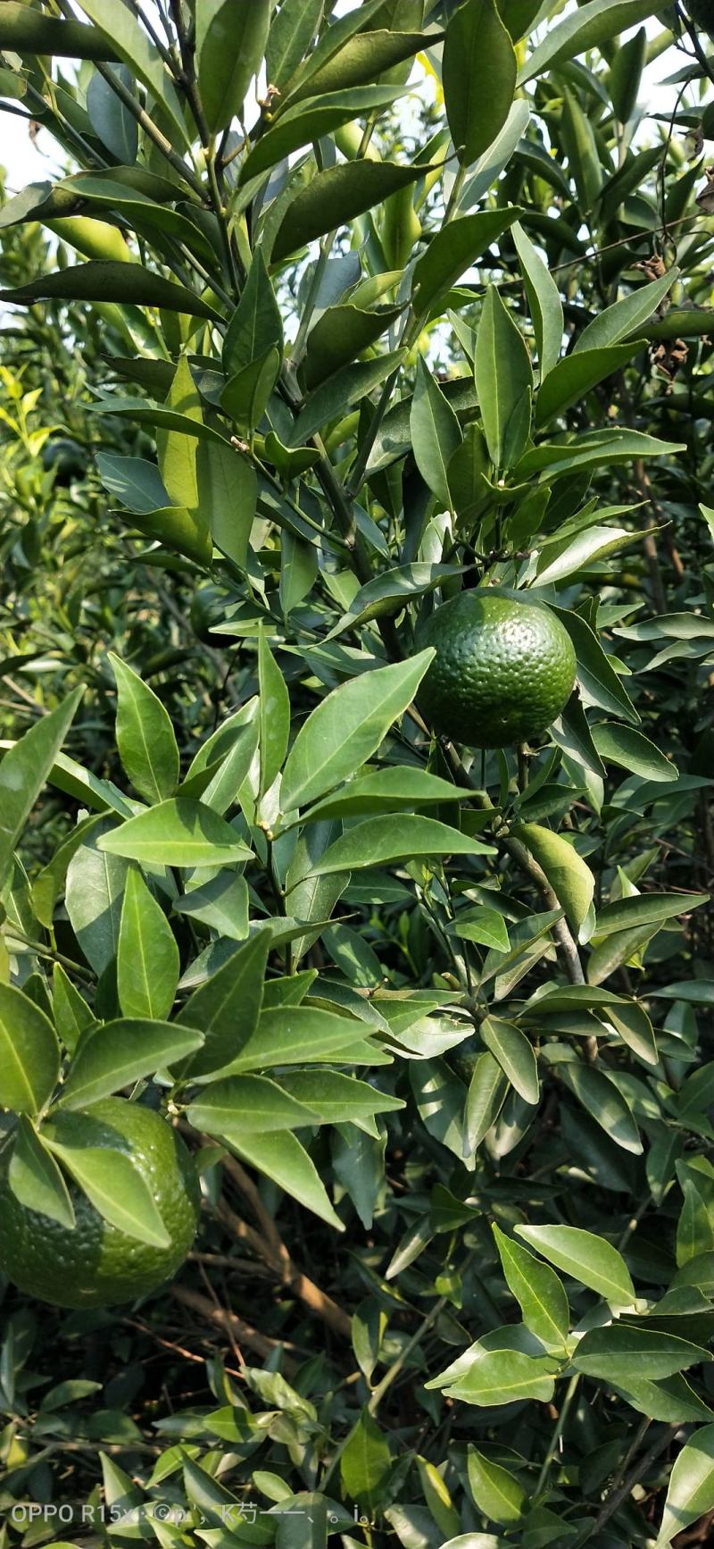 大量供应四会柑小青柑
