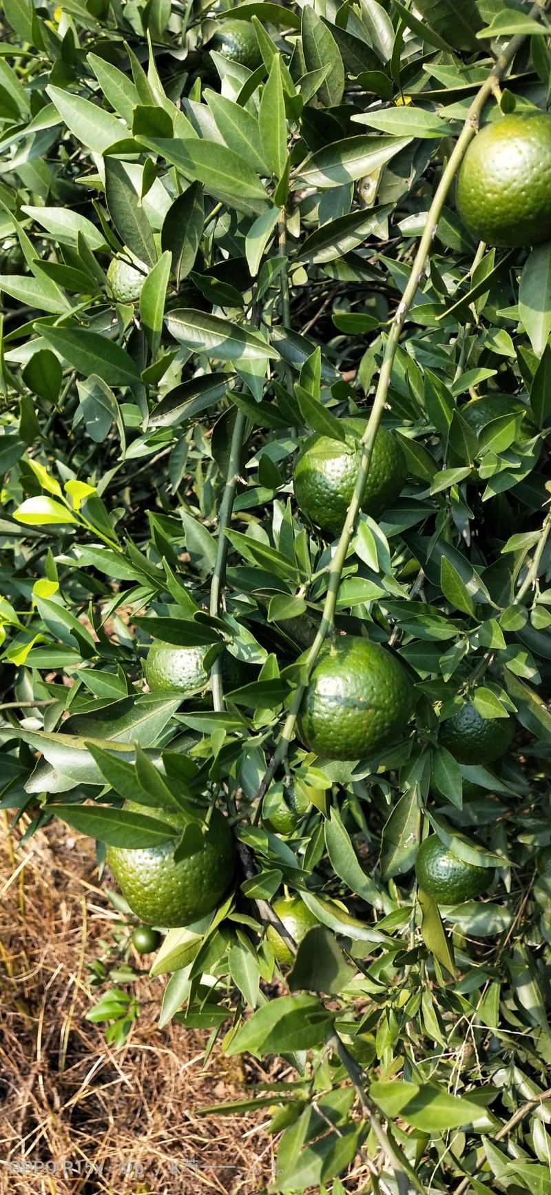 大量供应四会柑小青柑