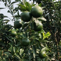 大量供应四会柑小青柑