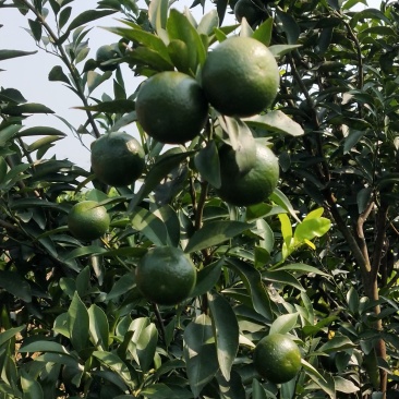 大量供应四会柑小青柑