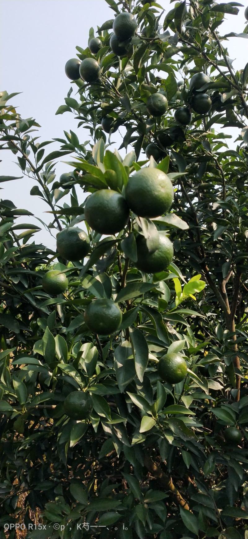 大量供应四会柑小青柑