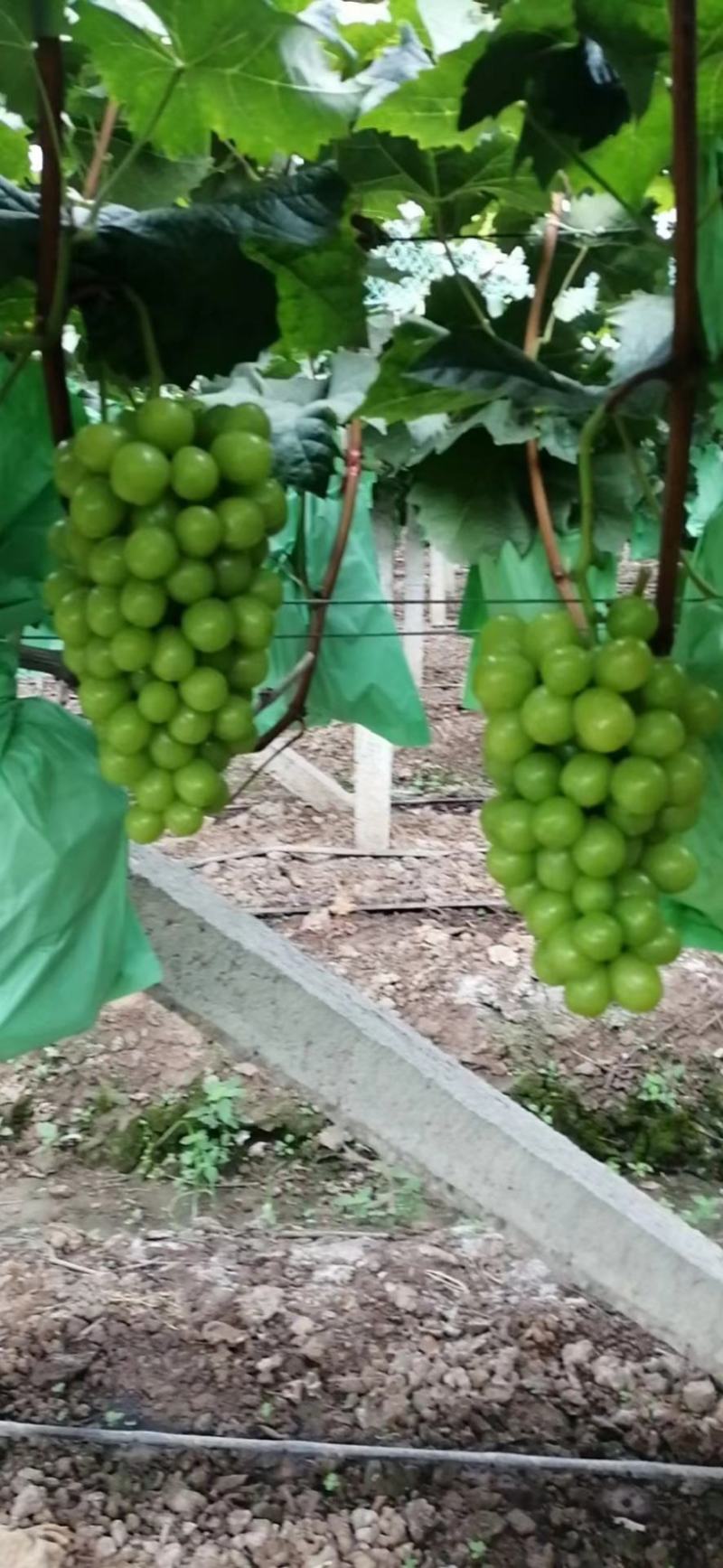 澧县阳光玫瑰葡萄大量上市产地直发价格美丽欢迎来电咨询