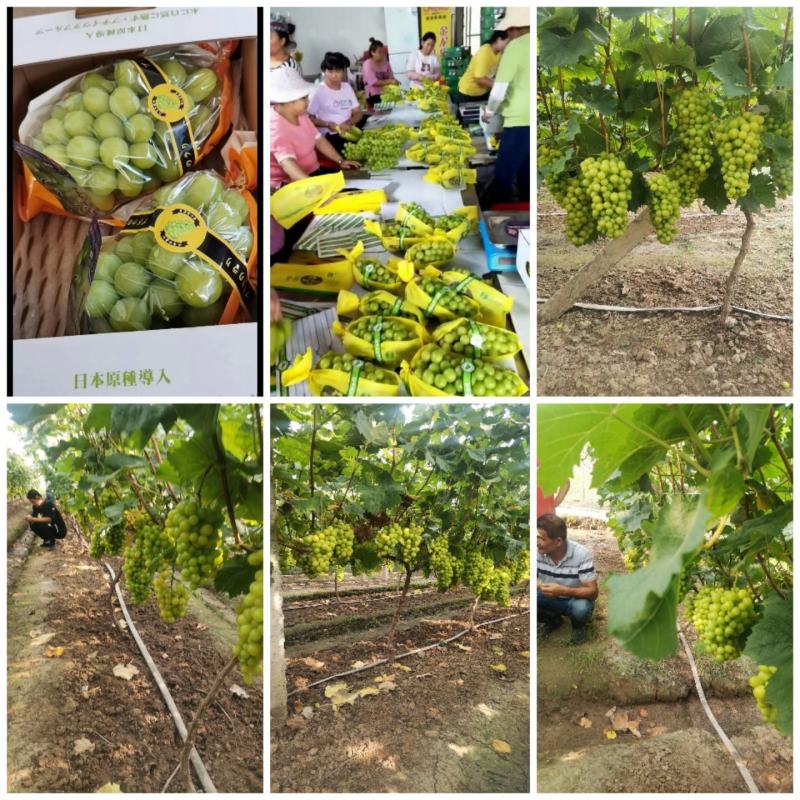 澧县阳光玫瑰葡萄大量上市产地直发价格美丽欢迎来电咨询