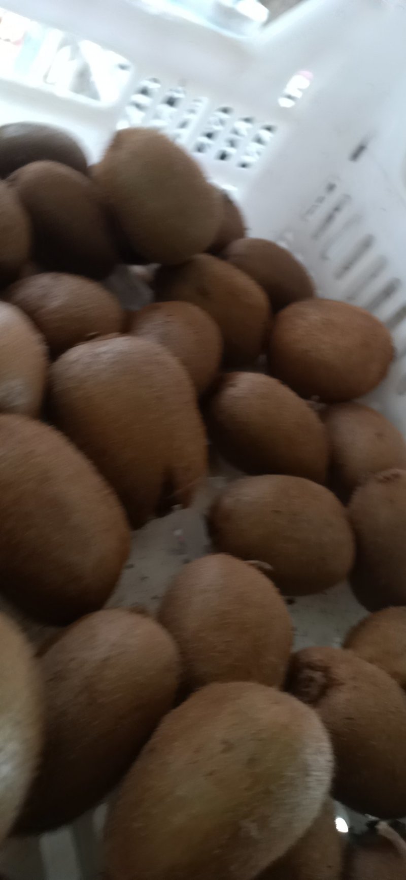 猕猴桃，大量上市，一手货源。