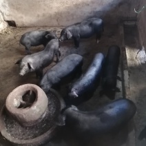 苏太母猪自家母猪出的