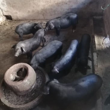 苏太母猪自家母猪出的
