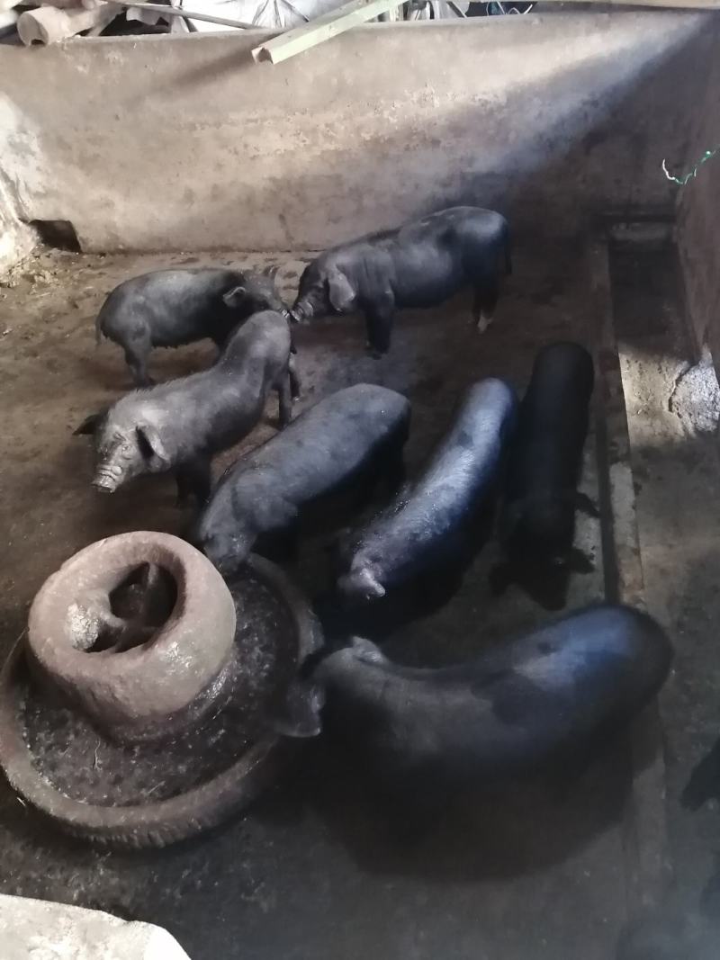 苏太母猪自家母猪出的