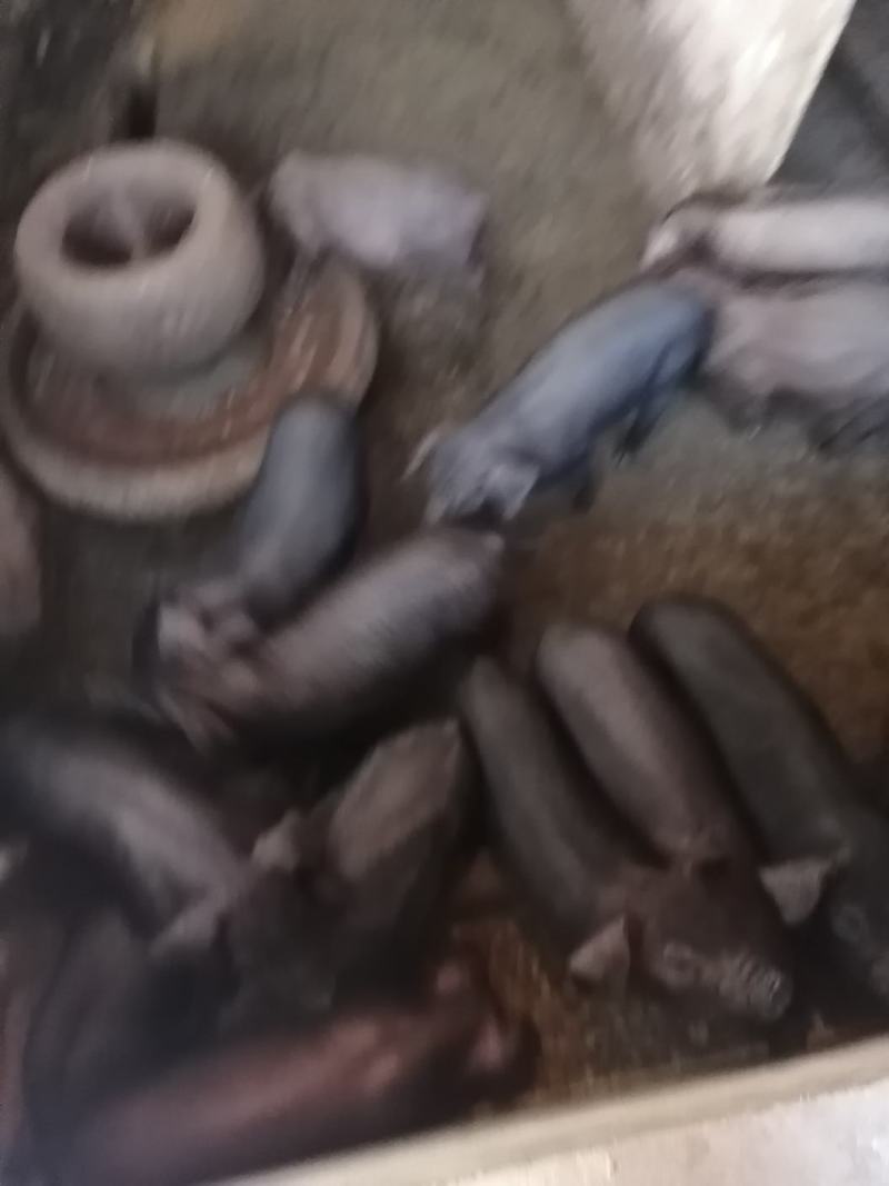 苏太母猪自家母猪出的