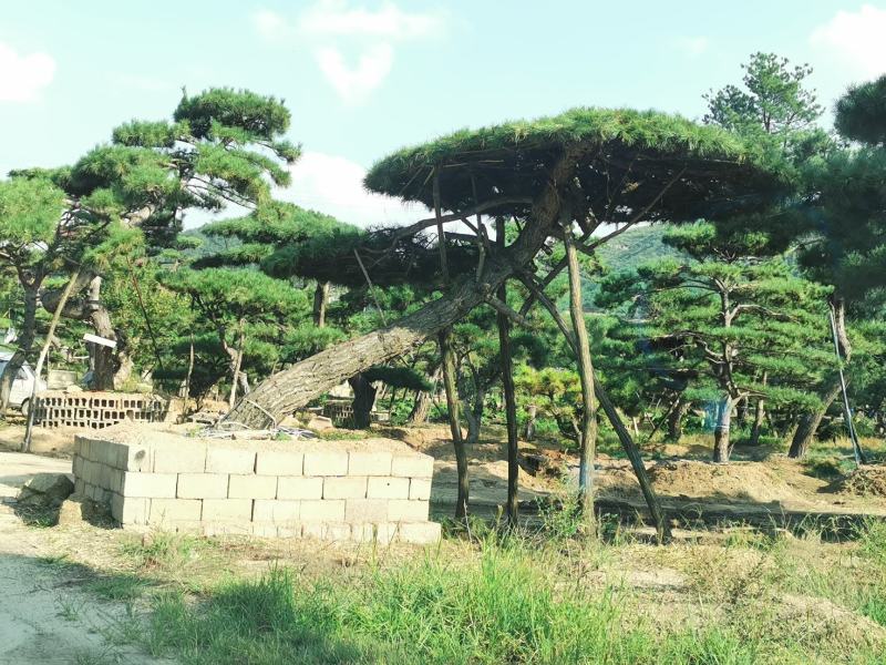 造型松，造型油松，黑松，平顶松，大型盆景松