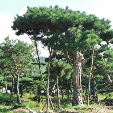 造型松，造型油松，黑松，平顶松，大型盆景松