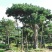 造型松，造型油松，黑松，平顶松，大型盆景松