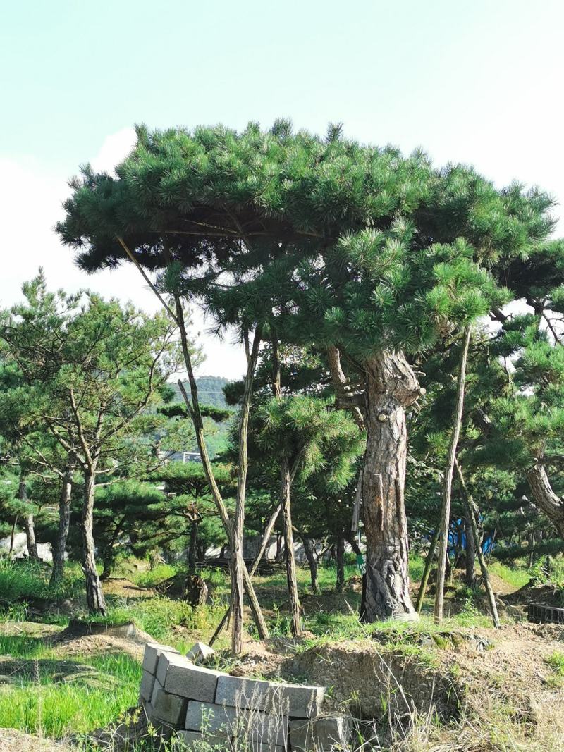 造型松，造型油松，黑松，平顶松，大型盆景松