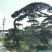 造型松，造型油松，黑松，平顶松，大型盆景松