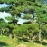 造型松，造型油松，黑松，平顶松，大型盆景松