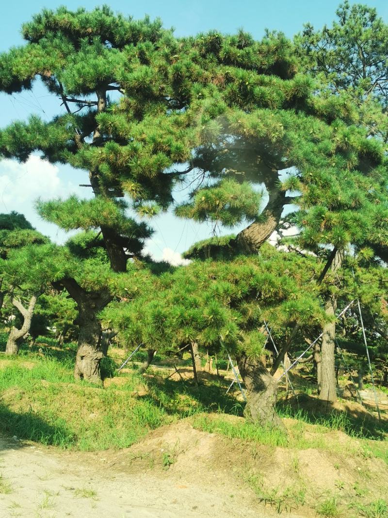 造型松，造型油松，黑松，平顶松，大型盆景松