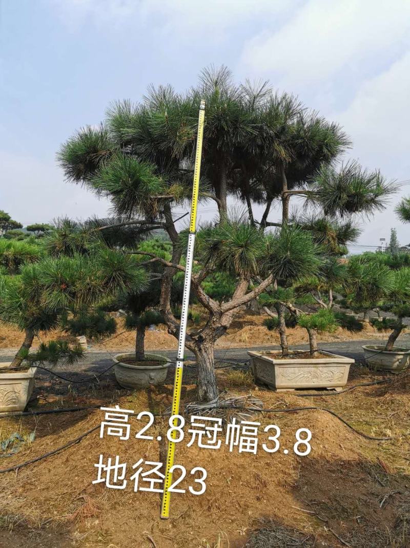 造型油松景观黑松，大型古松，盆景松，黑松小苗