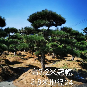 造型油松景观黑松，大型古松，盆景松，黑松小苗