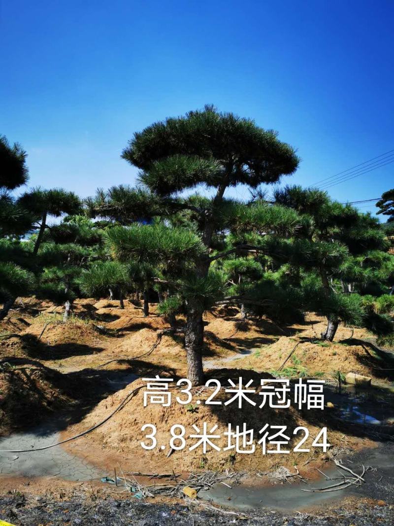 造型油松景观黑松，大型古松，盆景松，黑松小苗