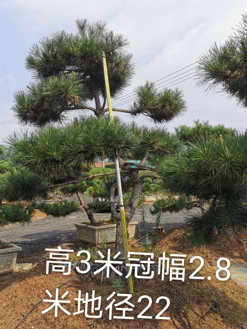 造型油松景观黑松，大型古松，盆景松，黑松小苗