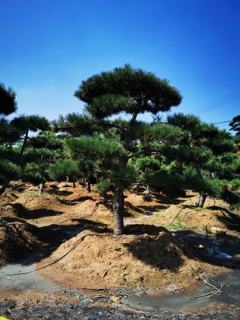 造型油松景观黑松，大型古松，盆景松，黑松小苗