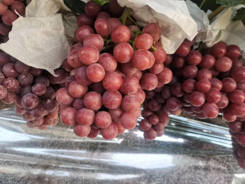 红提葡萄，山西精品红提葡萄，商品红提大量上市，红提