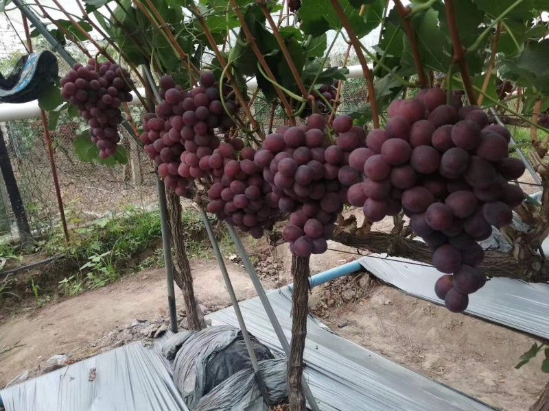 红提葡萄，山西精品红提葡萄，商品红提大量上市，红提