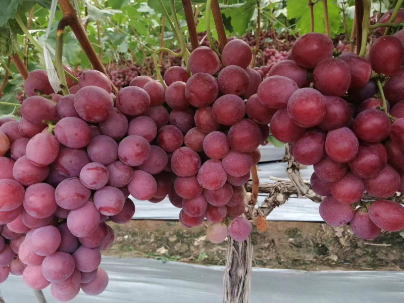 红提葡萄，山西精品红提葡萄，商品红提大量上市，红提