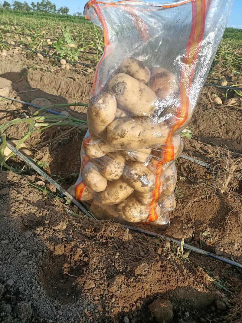 出售3俩精品白心226土豆，颜色亮，不沾土