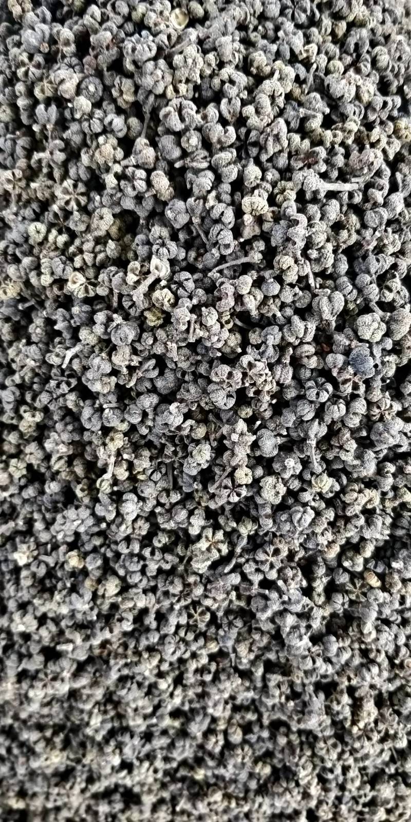 产地批发广西中花吴茱萸小颗粒黑货便宜货，干净无霉味。