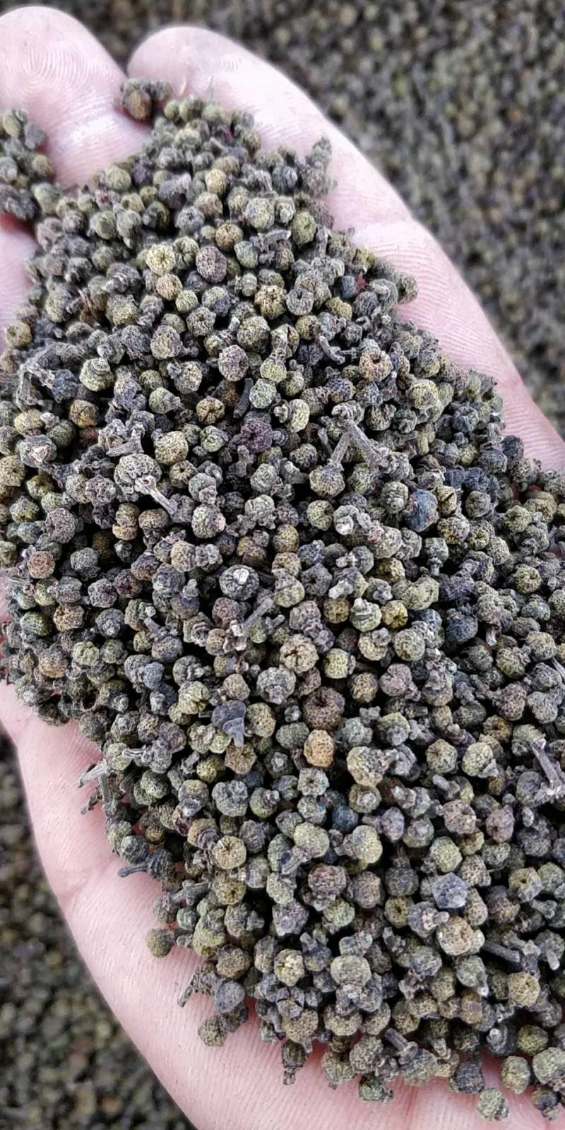 产地批发广西中花吴茱萸小颗粒黑货便宜货，干净无霉味。