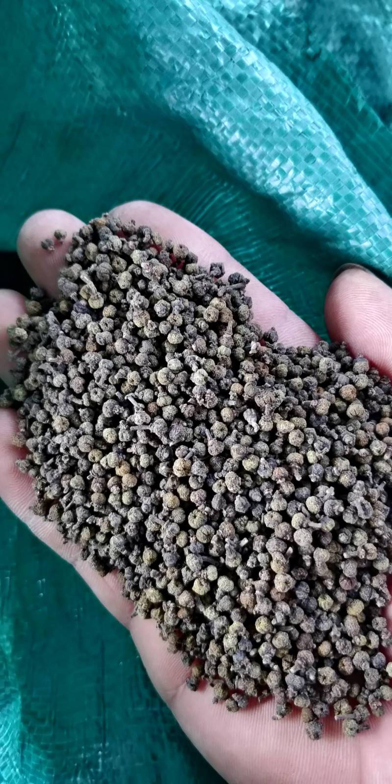 产地批发广西中花吴茱萸小颗粒黑货便宜货，干净无霉味。