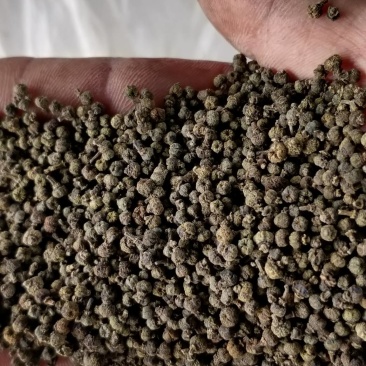 产地批发广西中花吴茱萸小颗粒黑货便宜货，干净无霉味。
