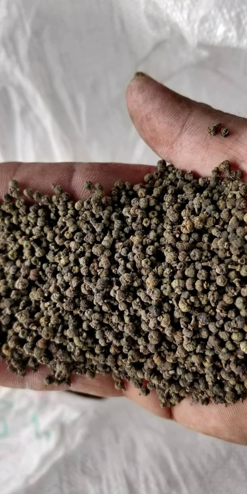 产地批发广西中花吴茱萸小颗粒黑货便宜货，干净无霉味。