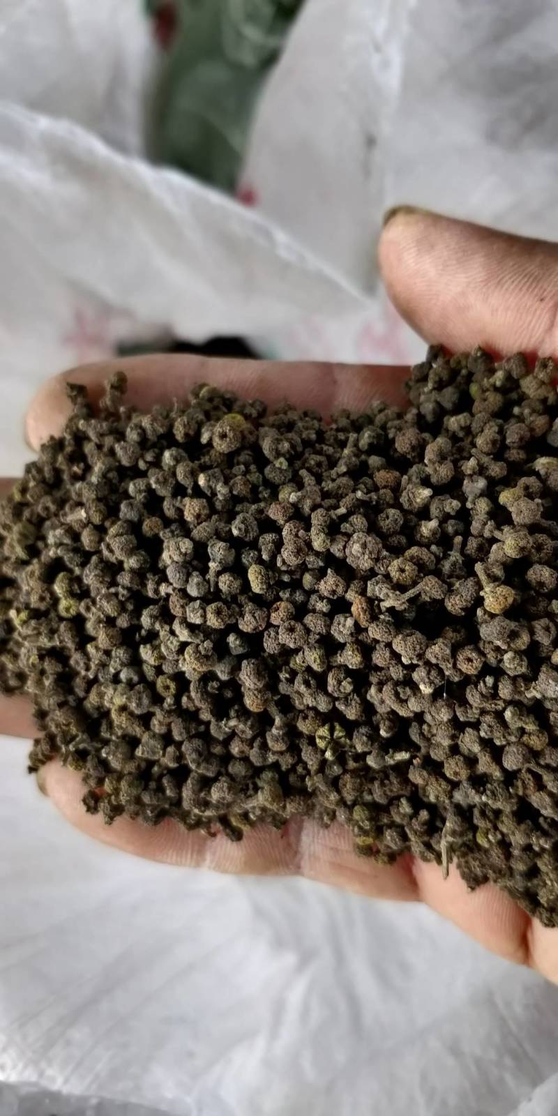 产地批发广西中花吴茱萸小颗粒黑货便宜货，干净无霉味。