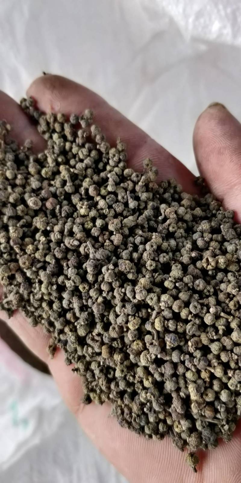 产地批发广西中花吴茱萸小颗粒黑货便宜货，干净无霉味。
