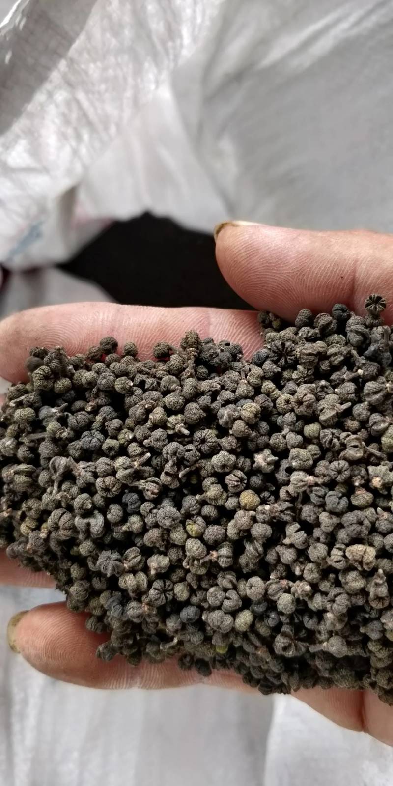 产地批发广西中花吴茱萸小颗粒黑货便宜货，干净无霉味。