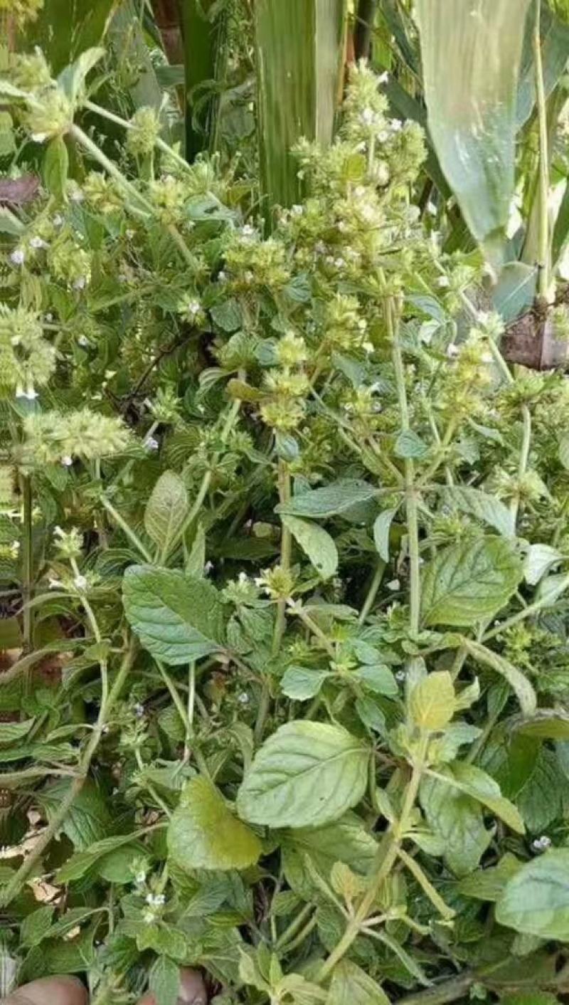 苦丁茶，产自无污染高海拔的贵州大山里，纯野生