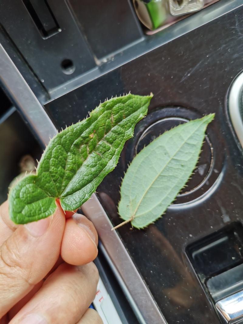 苦丁茶，产自无污染高海拔的贵州大山里，纯野生