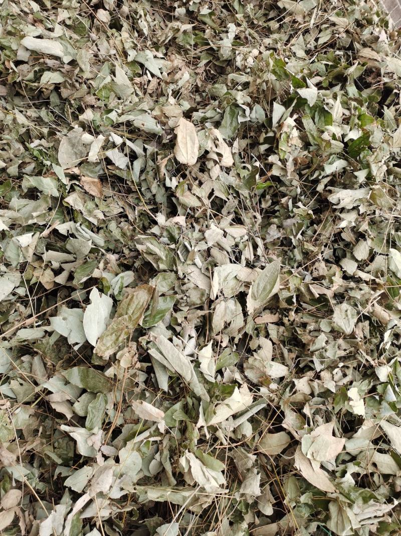 苦丁茶，产自无污染高海拔的贵州大山里，纯野生